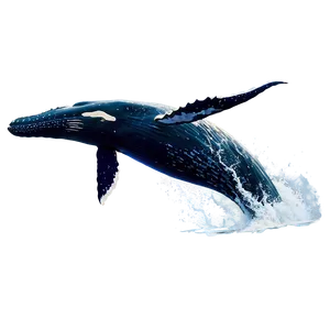 Humpback Whale Jumping Animation PNG 06212024