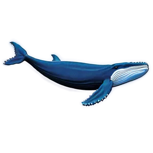 Humpback Whale Marine Biology PNG Aqc53 PNG