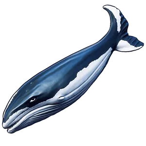 Humpback Whale Marine Biology PNG Fee48 PNG