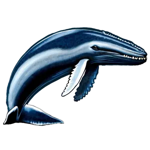 Humpback Whale Marine Biology PNG Msx33 PNG