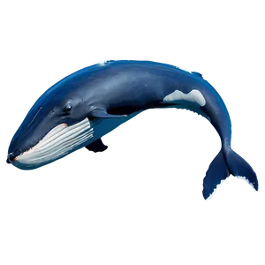 Humpback Whale Ocean Explorer PNG 06212024 PNG