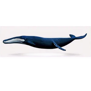 Humpback Whale Ocean Explorer PNG 53