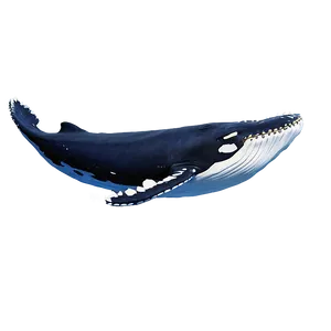 Humpback Whale Ocean Giants Png 06212024 PNG image