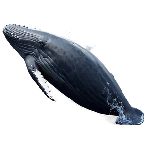 Humpback Whale Peaceful Ocean PNG Gts77 PNG