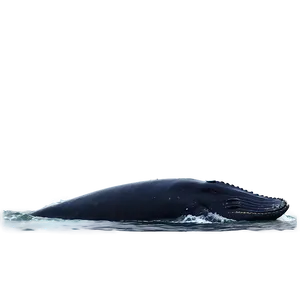 Humpback Whale Peaceful Ocean PNG Qgi