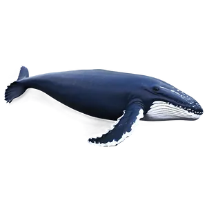 Humpback Whale Png 51 PNG image