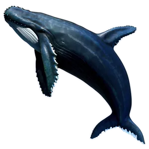 Humpback Whale Png Aeb PNG image
