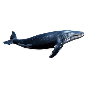 Humpback Whale Png Okj97 PNG image
