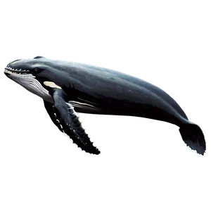 Humpback Whale Scientific Illustration PNG 27 PNG