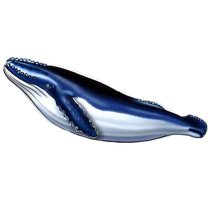 Humpback Whale Scientific Illustration PNG Ihr82 PNG