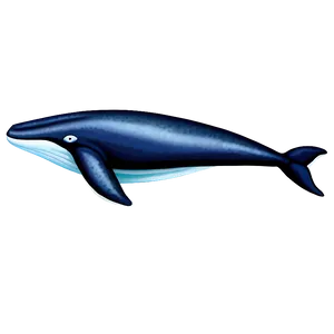 Humpback Whale Spirit Animal PNG Efr64 PNG