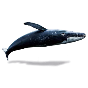 Humpback Whale Surface Breaching Png 8 PNG image