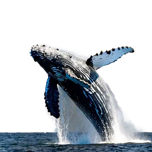 Humpback Whale Surface Breaching Png Vhx PNG image