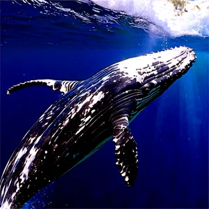 Humpback Whale Watching Experience PNG 22