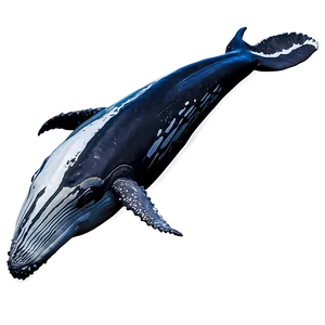 Humpback Whale Watching Experience PNG Xci10 PNG