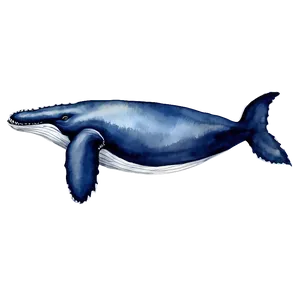 Humpback Whale Watercolor Painting PNG Bsk30