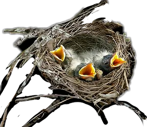 Hungry Chicksin Nest.png PNG image