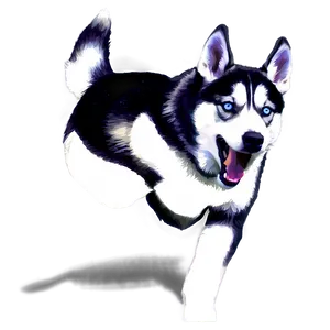 Husky Dog Running PNG 06132024