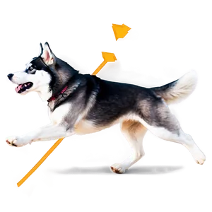 Husky Dog Running PNG Hfe9 PNG