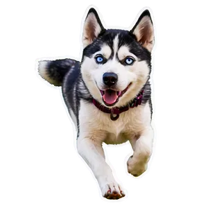 Husky Dog Running PNG Kyl PNG