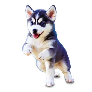 Husky Puppy Playing PNG Uly PNG