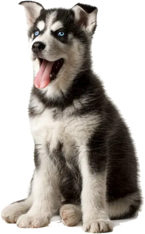 Husky Puppy With Blue Eyes