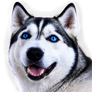 Husky With Blue Eyes PNG 06252024 PNG
