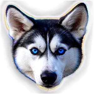 Husky With Blue Eyes Png 12 PNG image