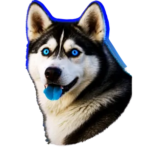 Husky With Blue Eyes PNG 16 PNG