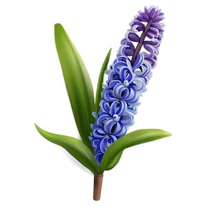 Hyacinth Flower Illustration PNG 44