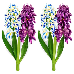 Hyacinth Flower Illustration PNG Mei59