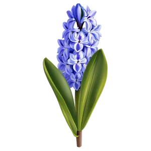 Hyacinth Flower Illustration PNG Xju18