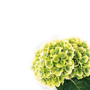 Hydrangea Background Png 23 PNG image