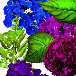 Hydrangea Background Png Glv52 PNG image