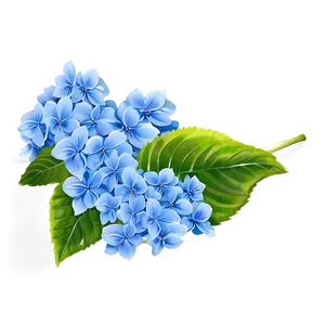 Hydrangea Background Png Uvd31 PNG image