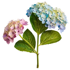 Hydrangea Bloom Png 48 PNG image