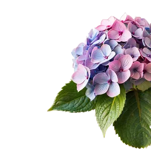 Hydrangea Bloom Png 67 PNG image
