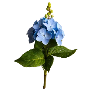 Hydrangea Bloom Png Qbo87 PNG image