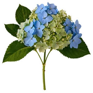 Hydrangea Blossom Png 05242024 PNG image