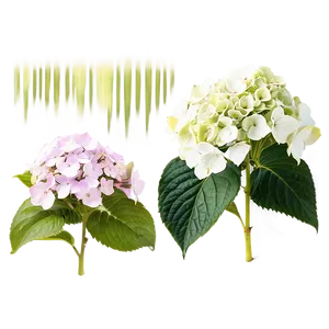 Hydrangea Blossom Png Cug PNG image