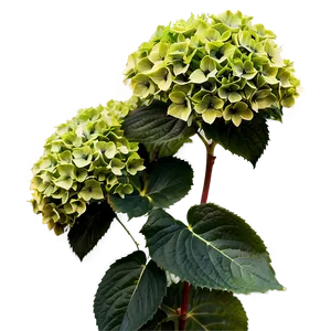 Hydrangea Bush Png Wkp PNG image