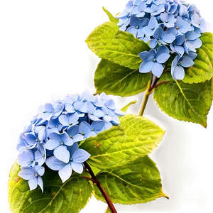 Hydrangea Clipart Png 05242024 PNG image