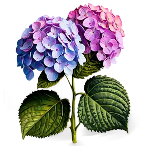 Hydrangea Clipart Png Xsp72 PNG image