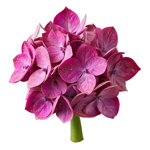 Hydrangea Close-up Png 8 PNG image