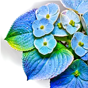Hydrangea Close-up Png Mkx99 PNG image