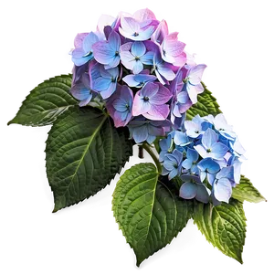 Hydrangea Cluster Png 05242024 PNG image