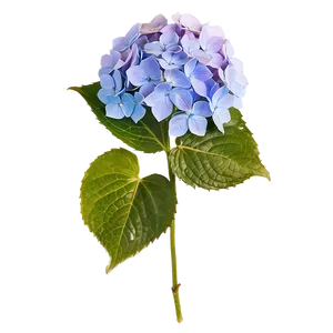 Hydrangea Cluster Png Abf PNG image