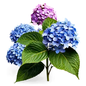 Hydrangea Flower Bush PNG 06122024