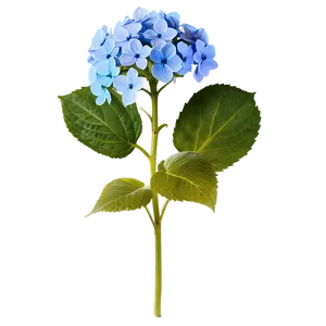 Hydrangea Flower Png Aag53 PNG image
