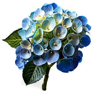 Hydrangea Flower Png Jxp PNG image